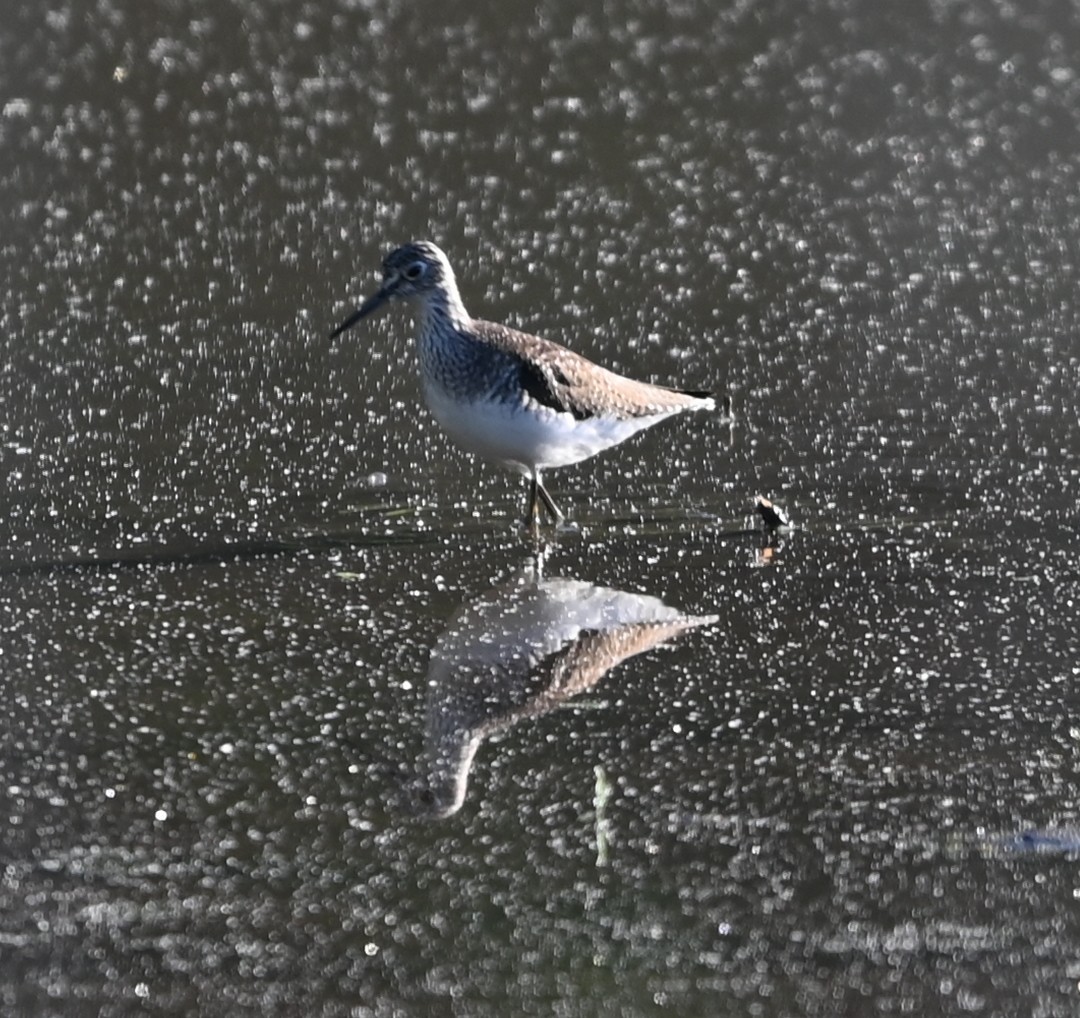Solitary Sandpiper - ML656902140