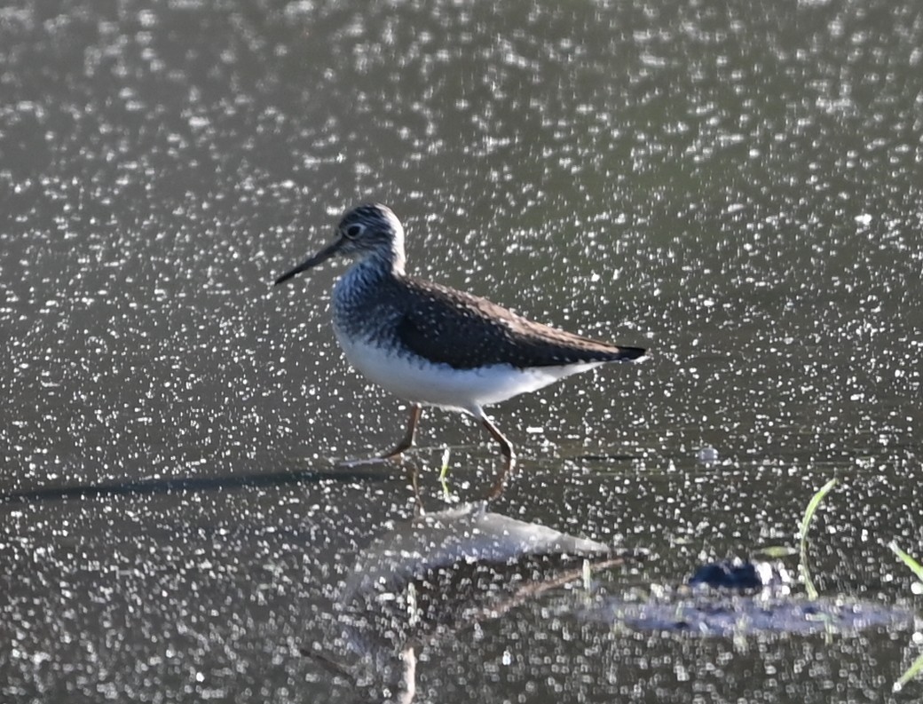 Solitary Sandpiper - ML656902165