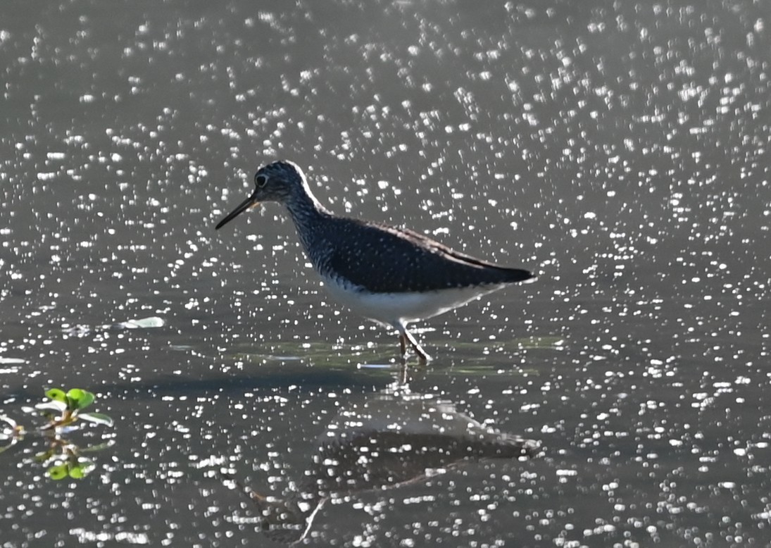 Solitary Sandpiper - ML656902193