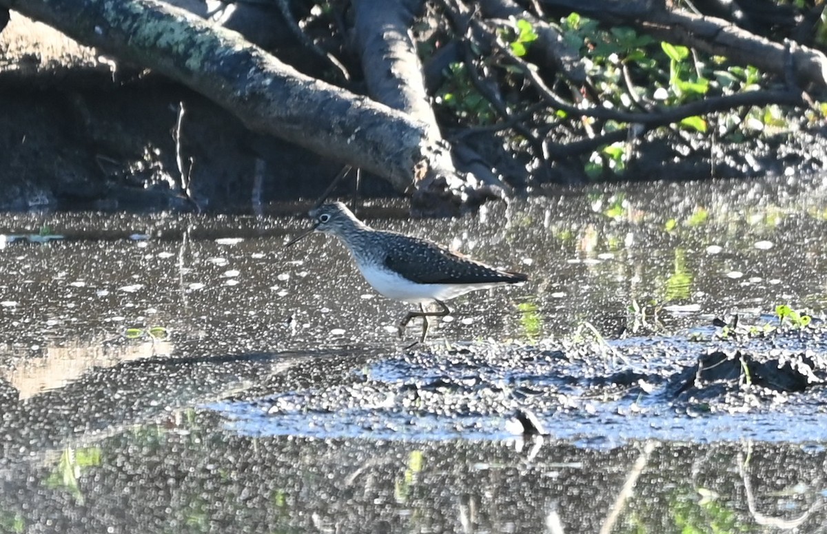 Solitary Sandpiper - ML656902207