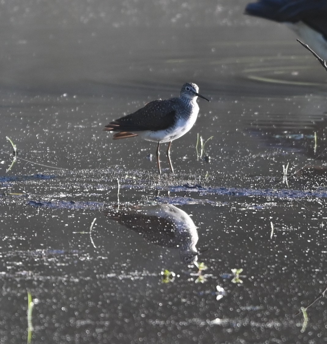 Solitary Sandpiper - ML656902225