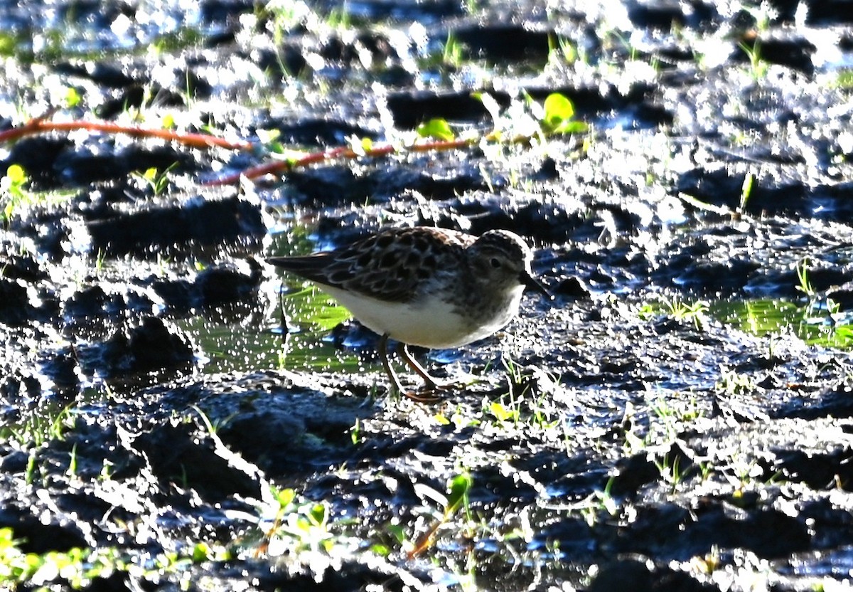 Least Sandpiper - ML656902242