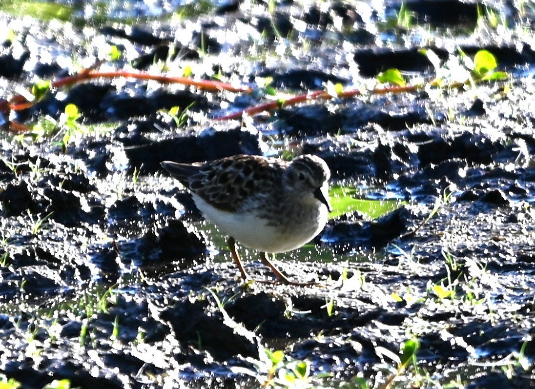 Least Sandpiper - ML656902256