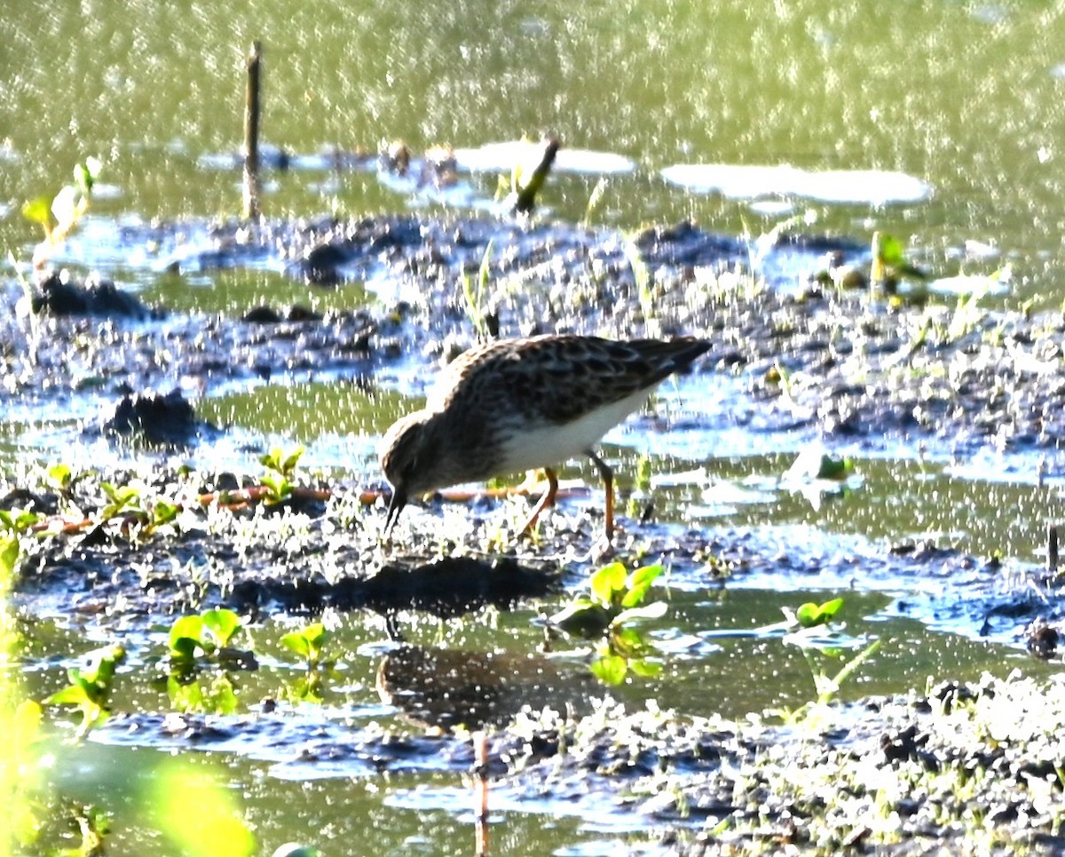 Least Sandpiper - ML656902281