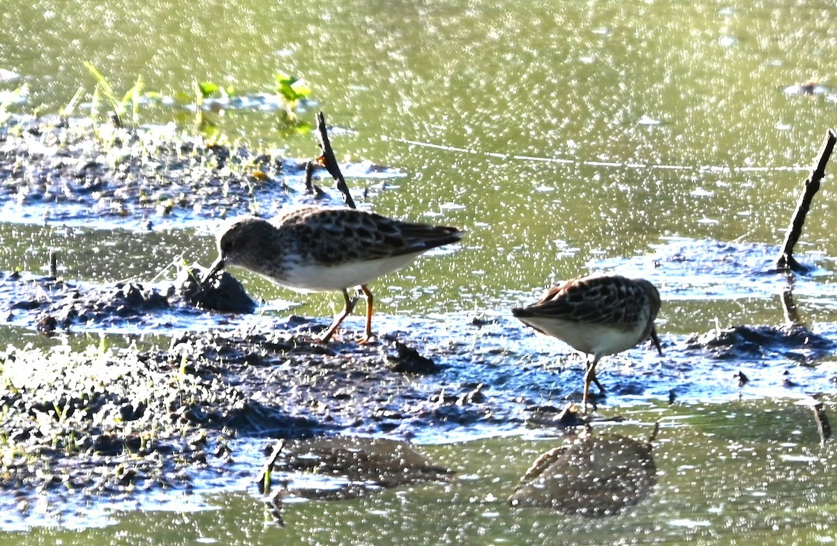Least Sandpiper - ML656902295