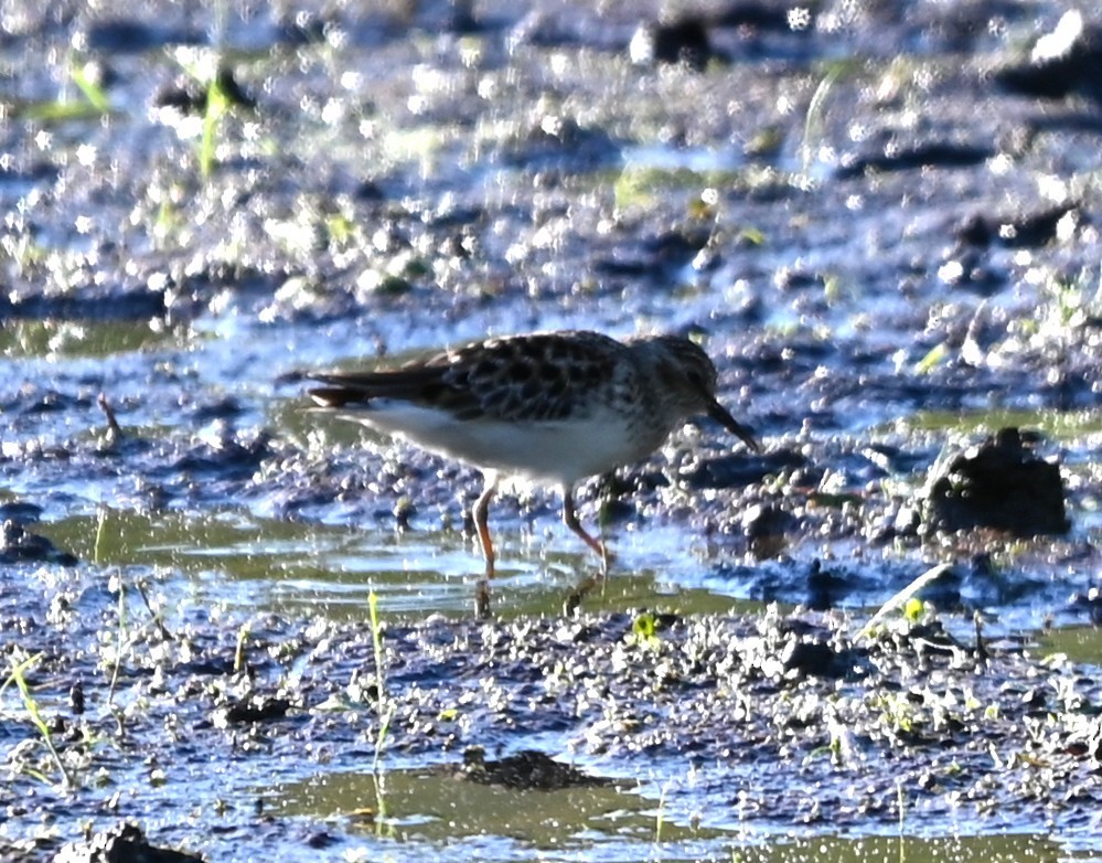 Least Sandpiper - ML656902325