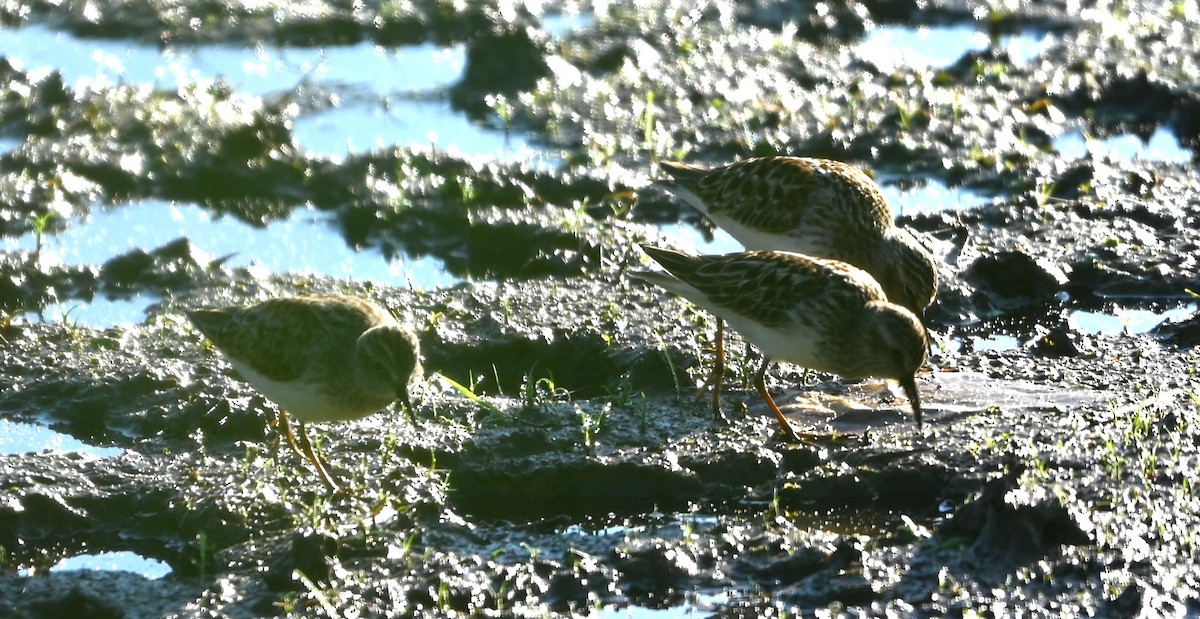 Least Sandpiper - ML656902334