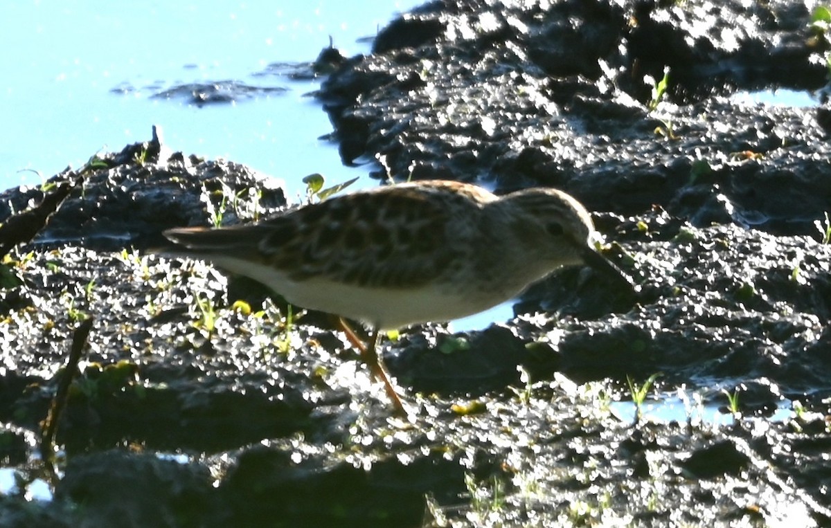 Least Sandpiper - ML656902340