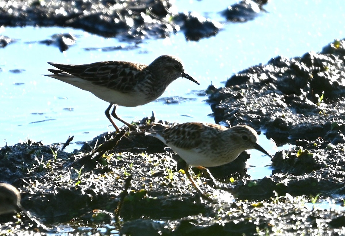 Least Sandpiper - ML656902343