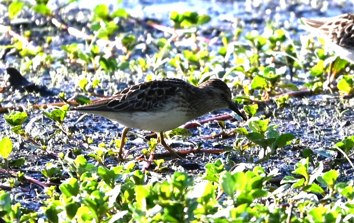 Least Sandpiper - ML656902355