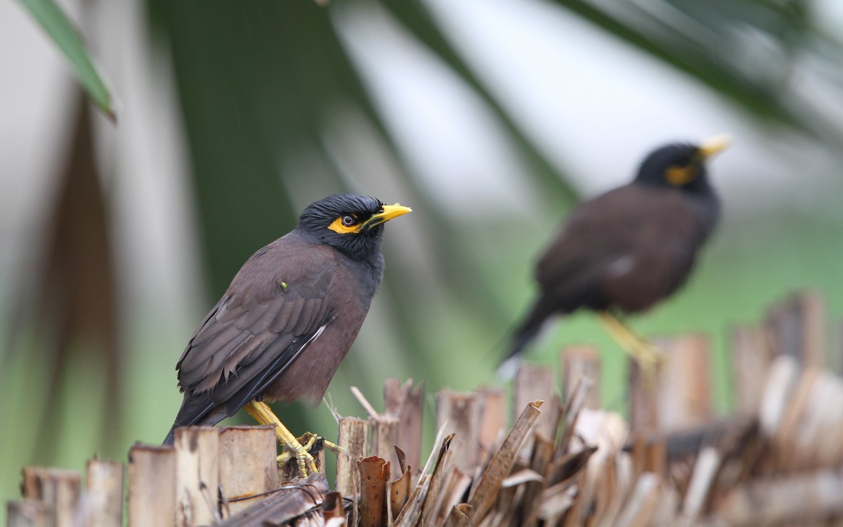 Common Myna - ML65690241