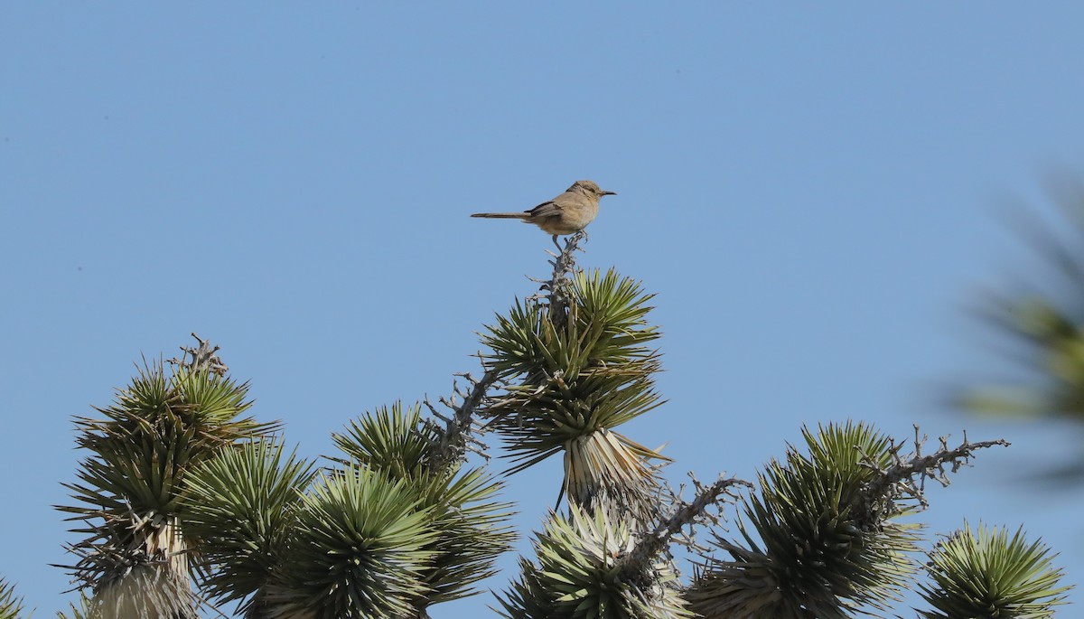 Bendire's Thrasher - ML656902732