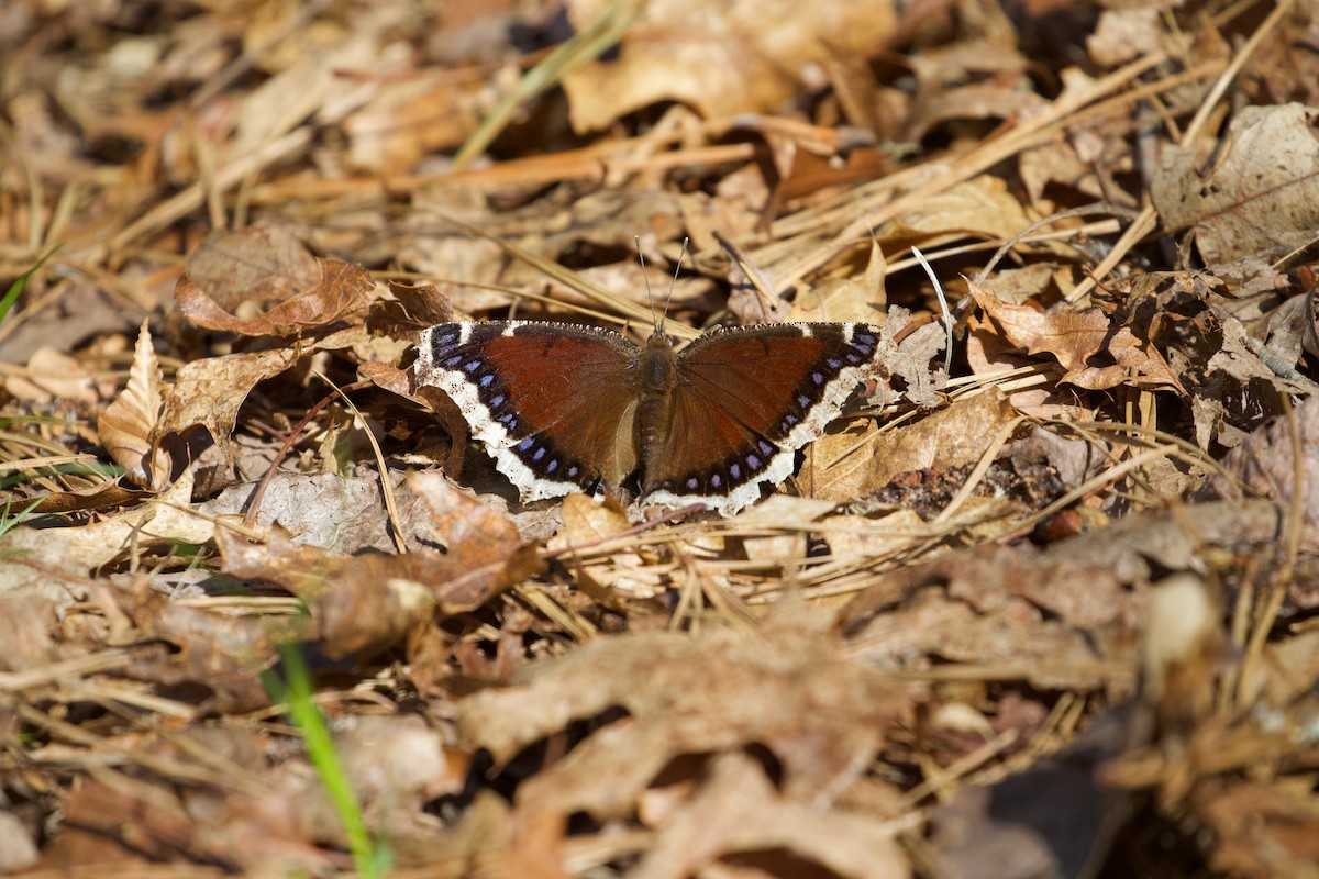 Mourning Cloak - ML656902793