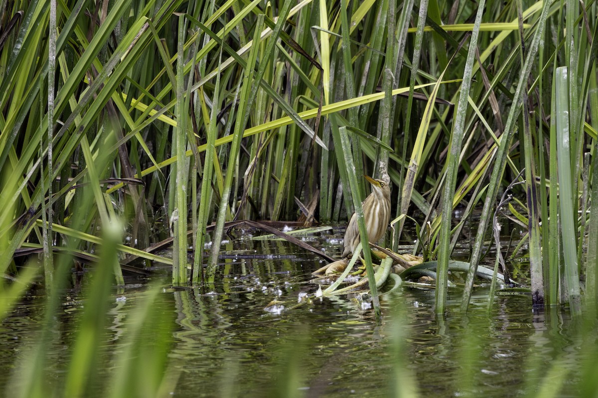 Little Bittern - ML656902908