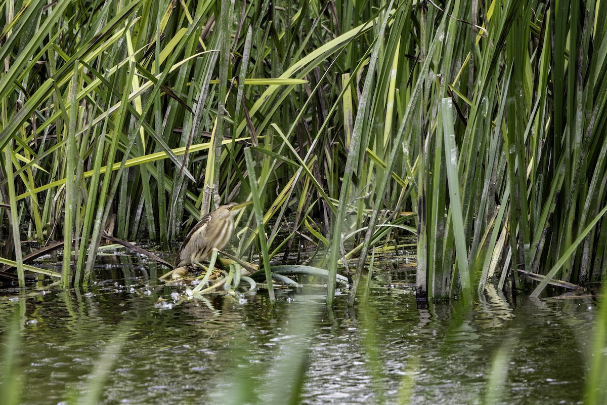 Little Bittern - ML656902909