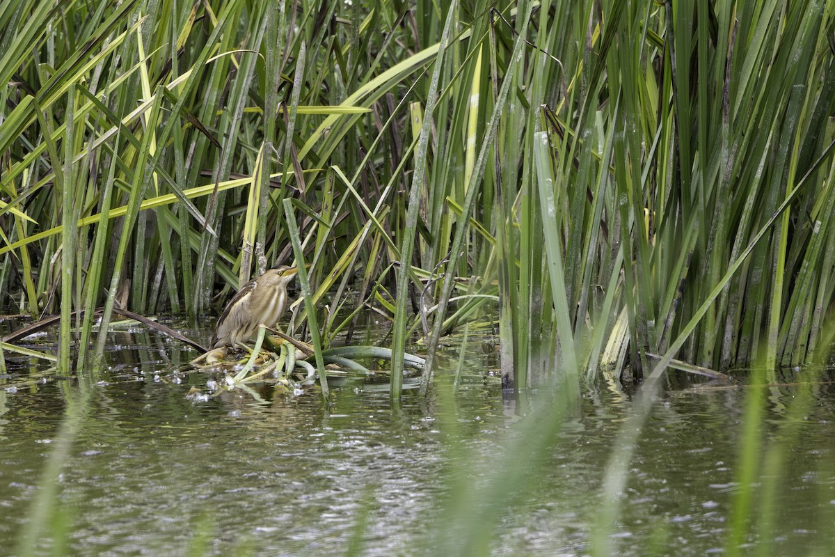 Little Bittern - ML656902910