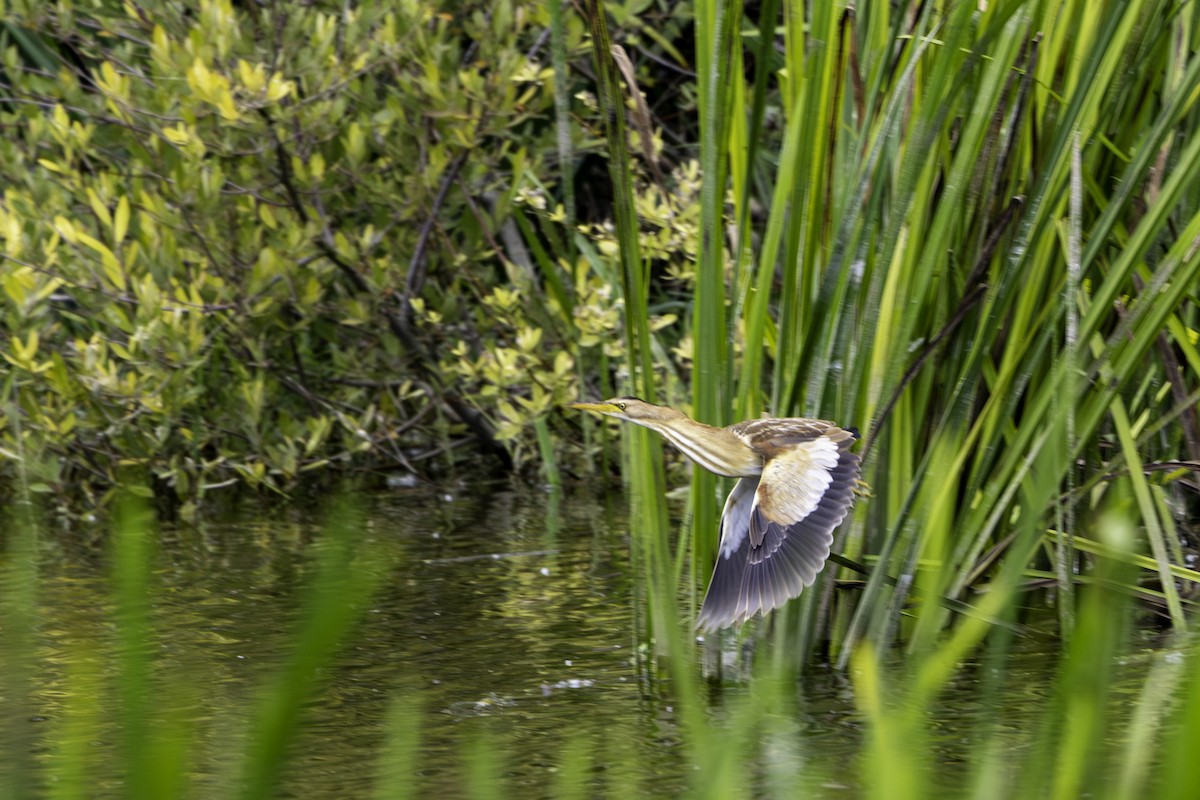 Little Bittern - ML656902911