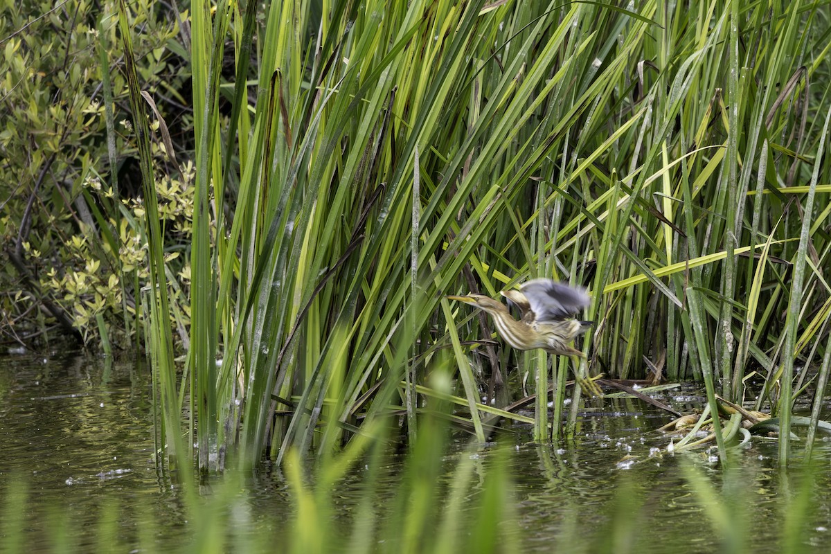 Little Bittern - ML656902912