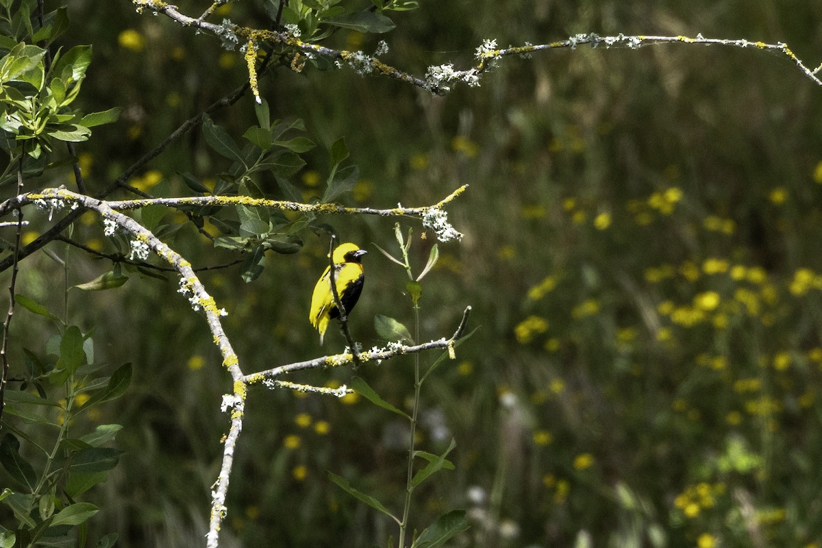 Yellow-crowned Bishop - ML656903068