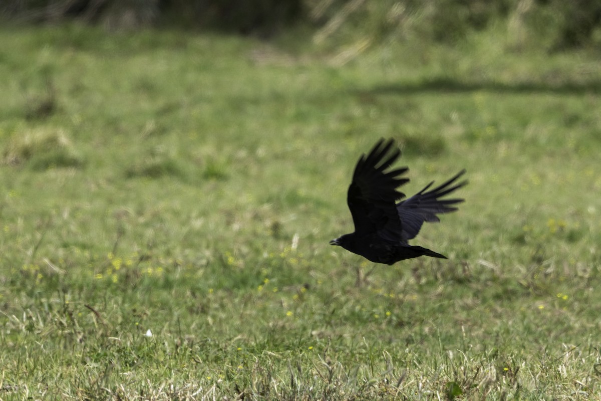 Carrion Crow - ML656903463