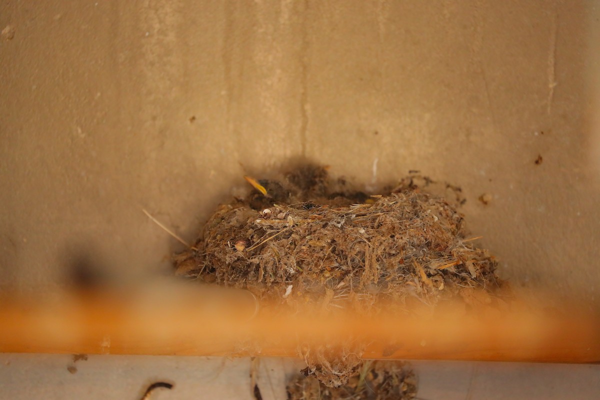 Say's Phoebe - ML656903606