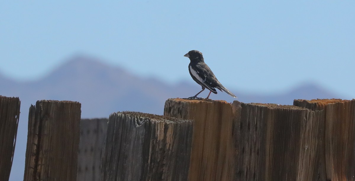 Lark Bunting - ML656903708
