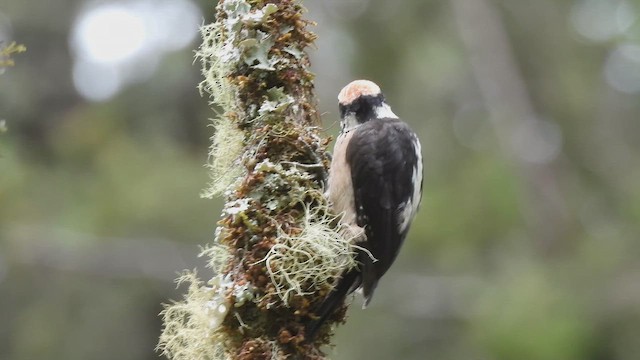 strakapoud americký (ssp. extimus) - ML656903808