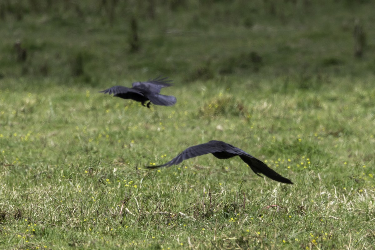 Carrion Crow - ML656903896