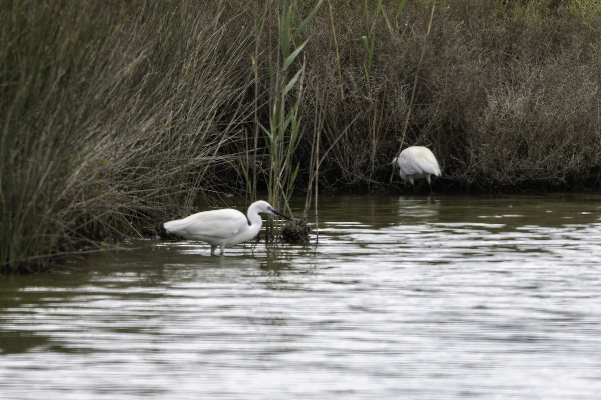 Little Egret - ML656903925