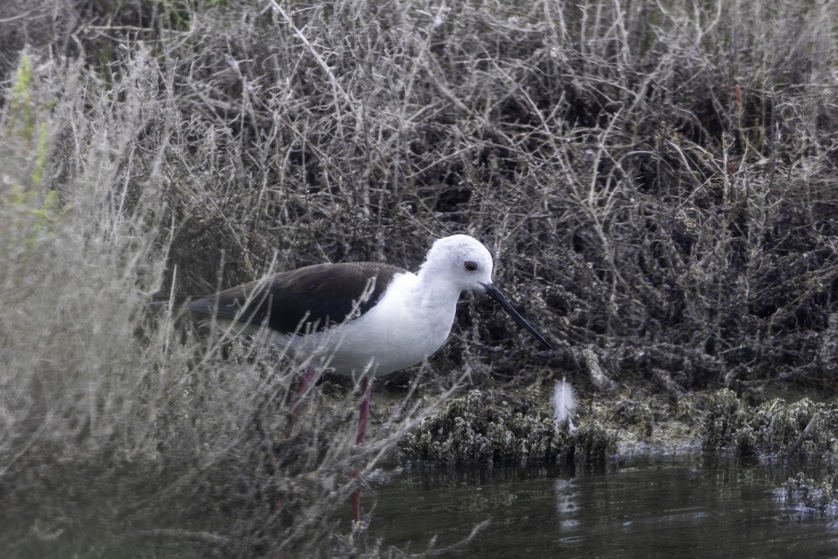 Black-winged Stilt - ML656904210