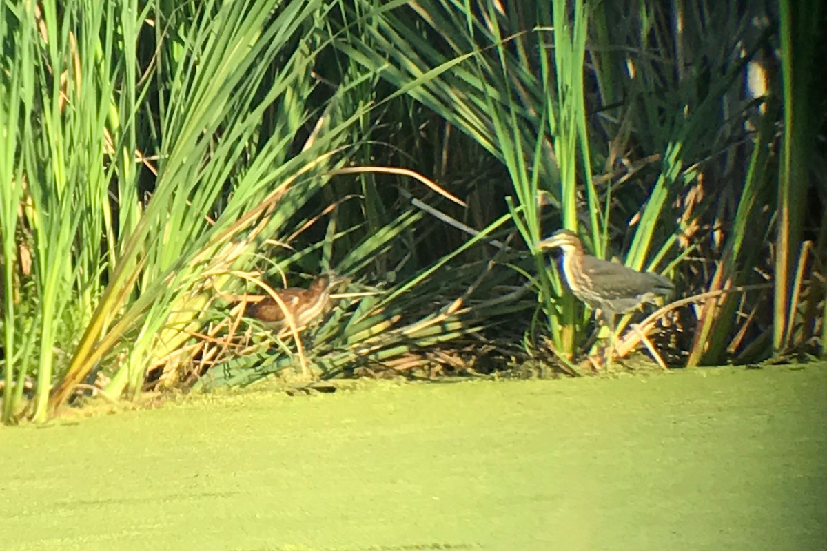 Least Bittern - ML65690441