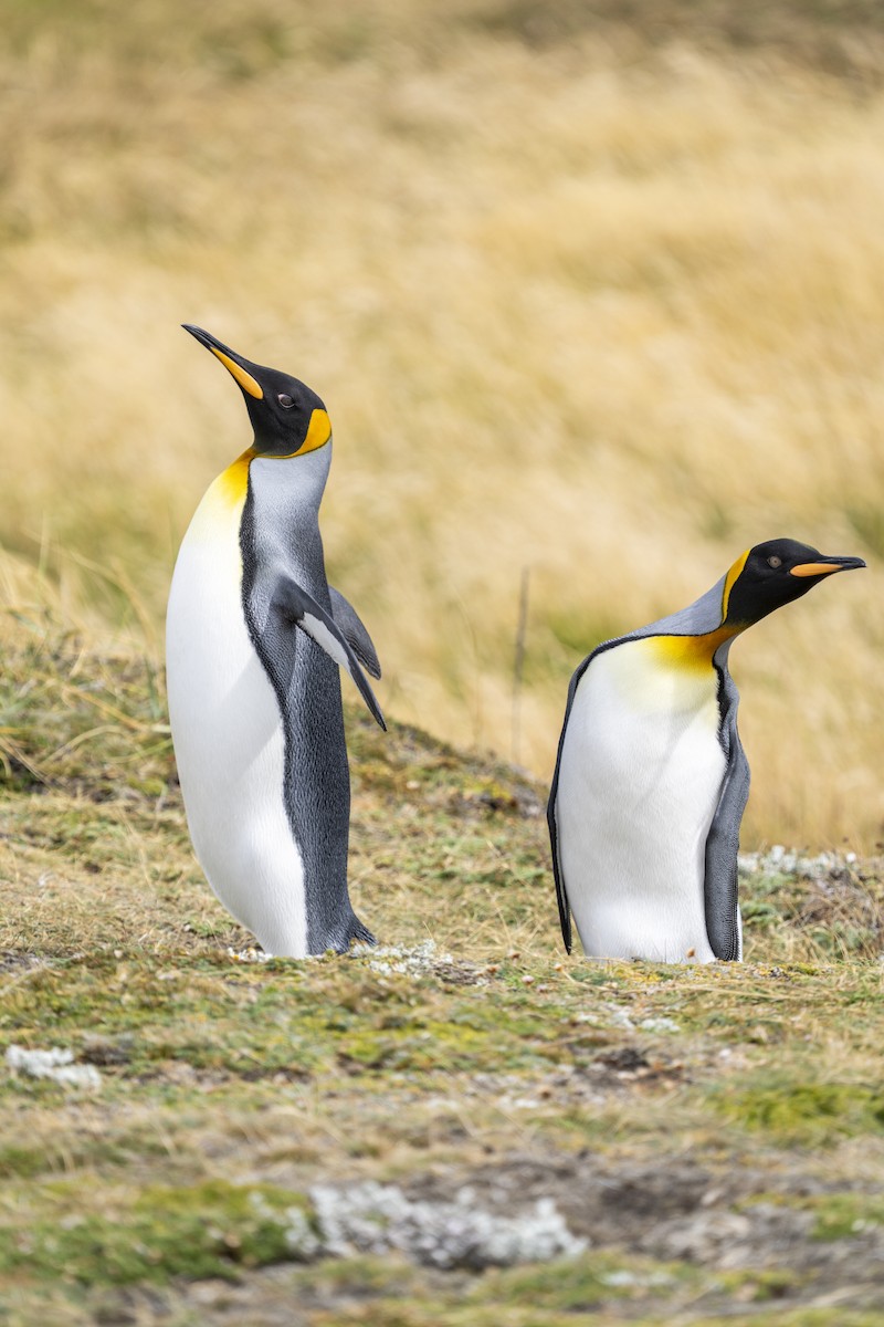 King Penguin - ML656904767