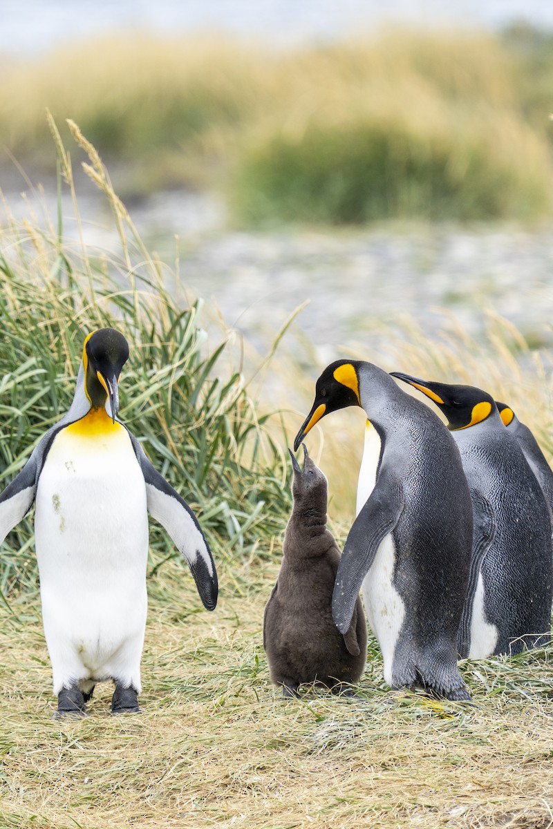 King Penguin - ML656904768