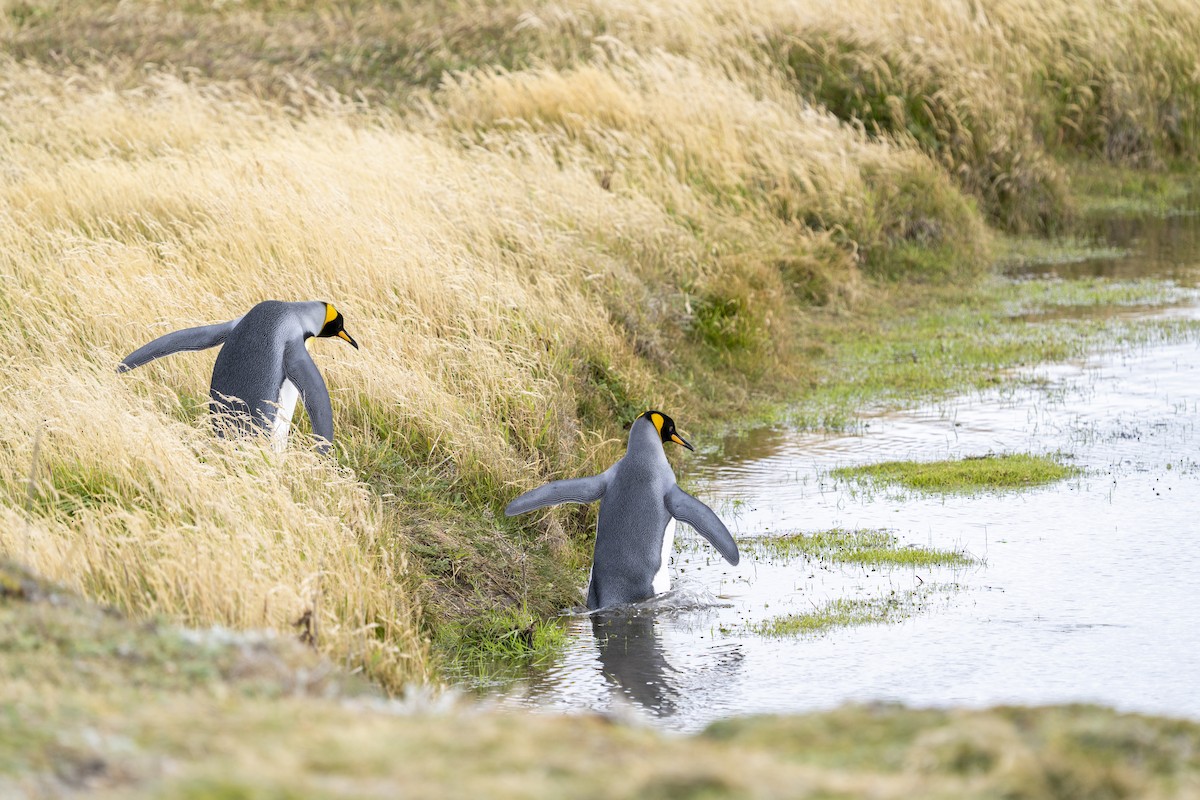 King Penguin - ML656904769