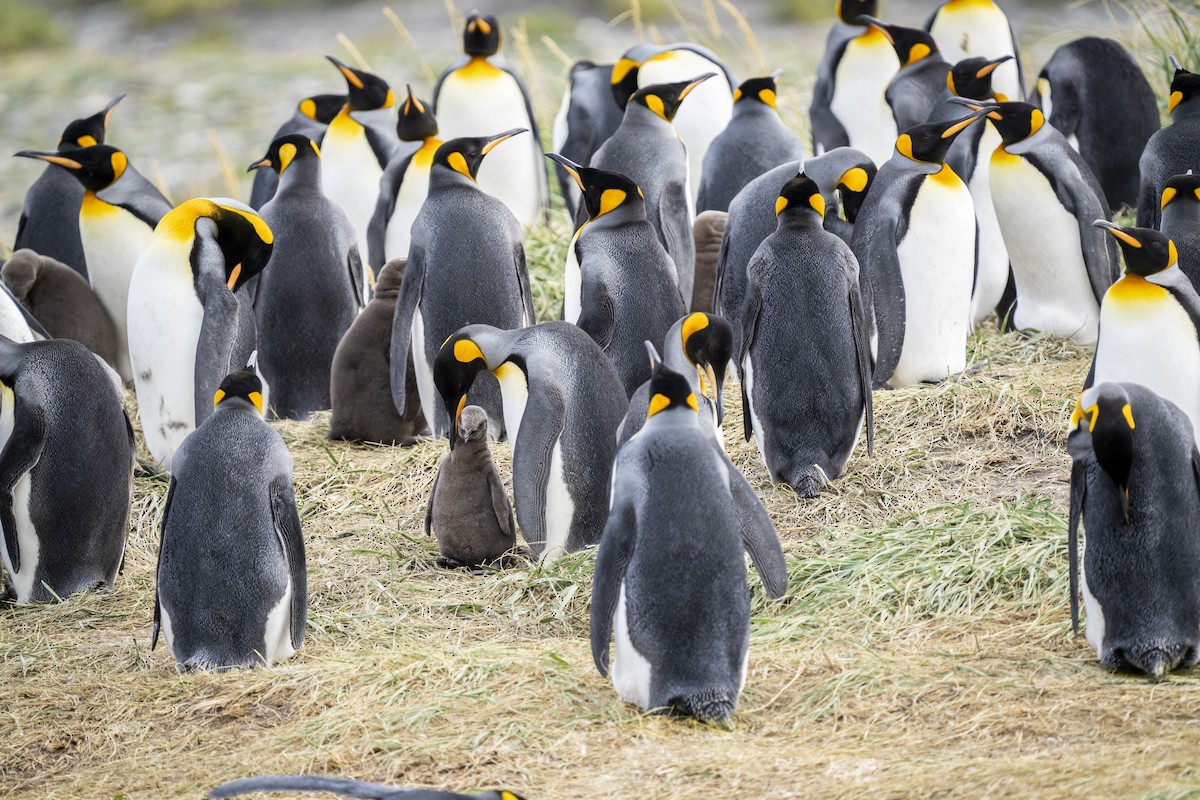 King Penguin - ML656904770