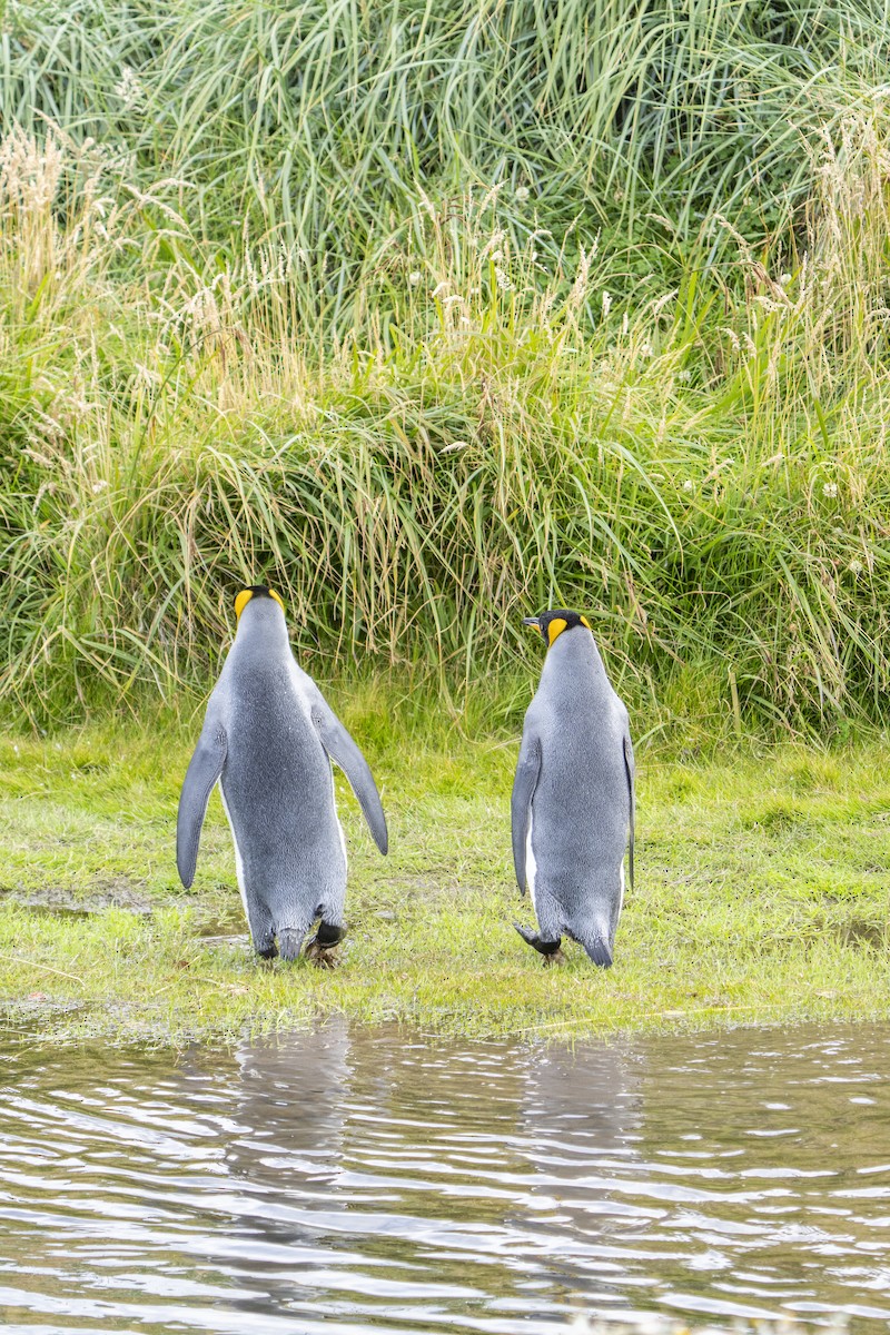 King Penguin - ML656904771