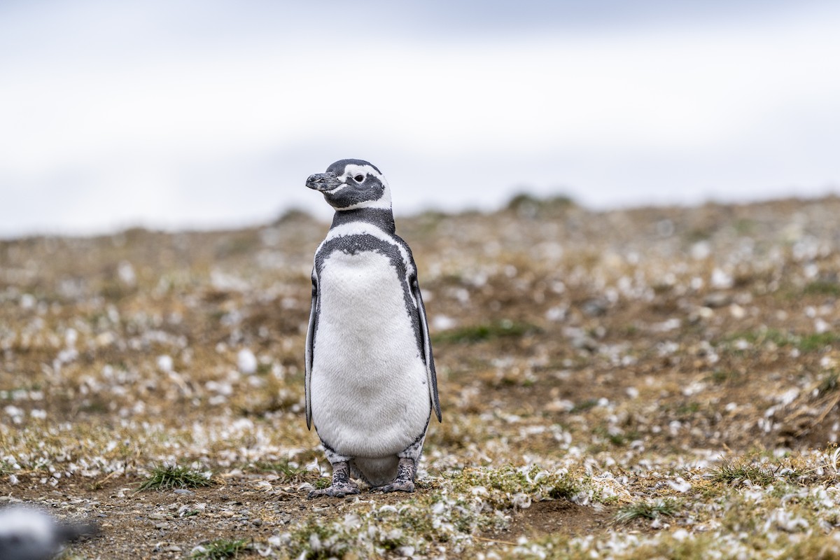 Magellanic Penguin - ML656904873