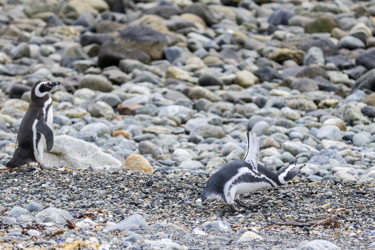 Magellanic Penguin - ML656904874