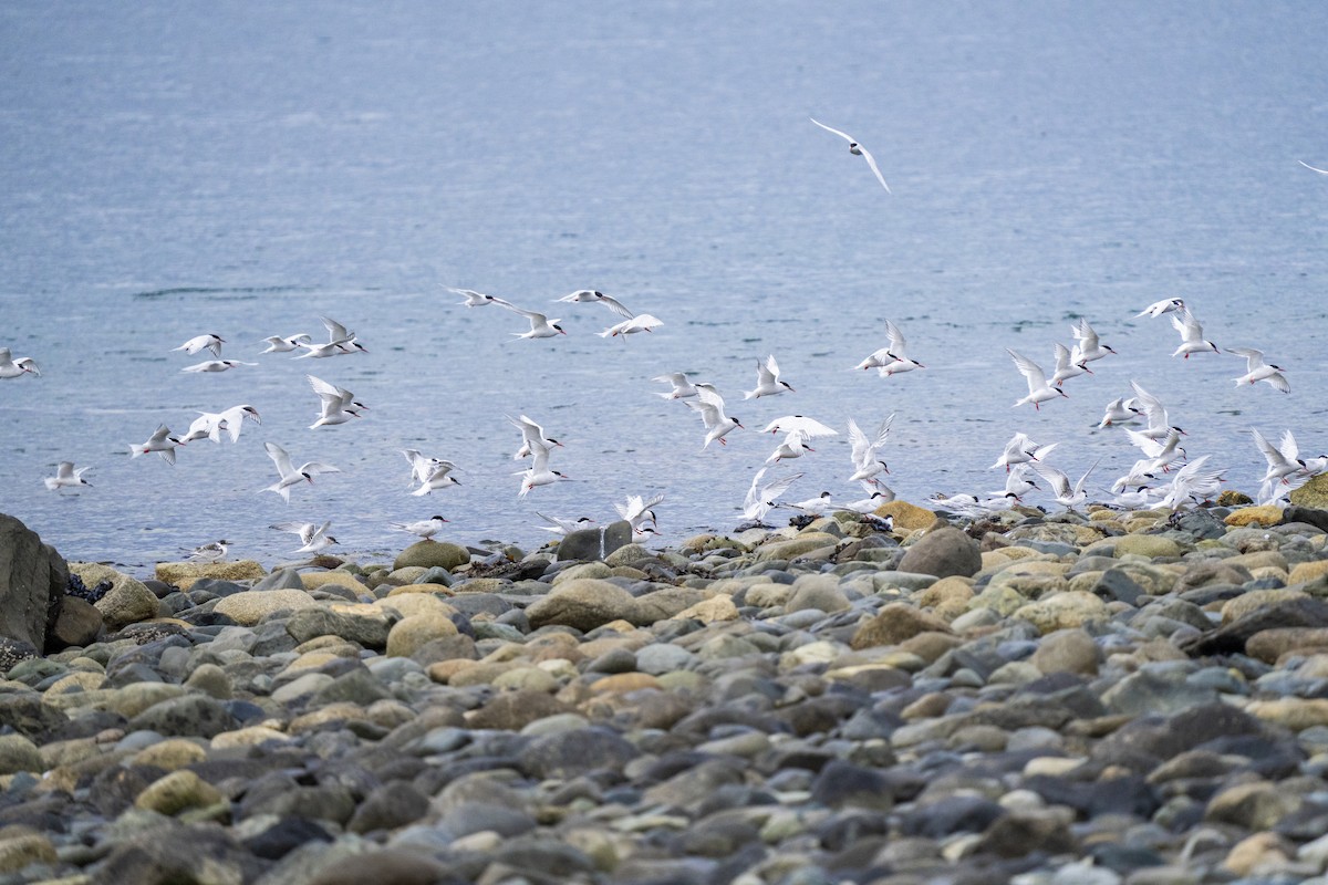 South American Tern - ML656904887