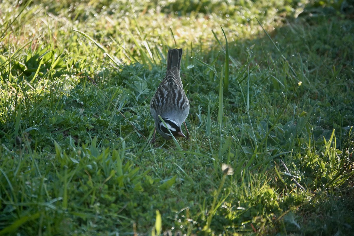 ミヤマシトド（leucophrys／oriantha） - ML656904944