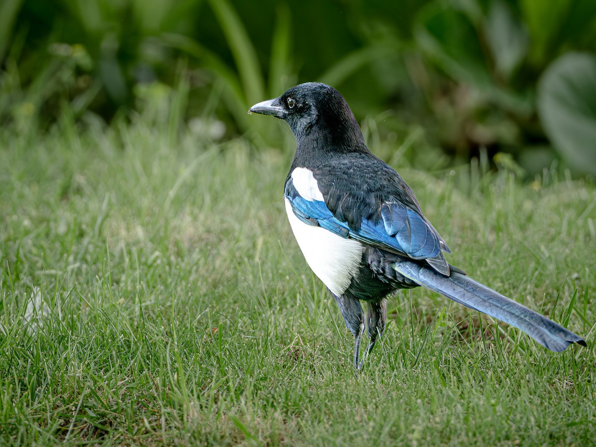 eBird Checklist - 8 May 2026 - Évora--Centro Urbano - 17 species