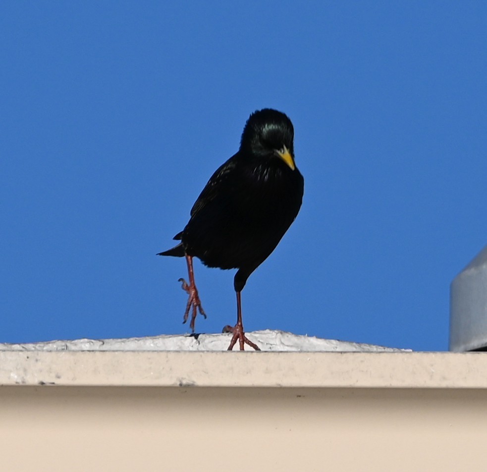European Starling - ML656905033
