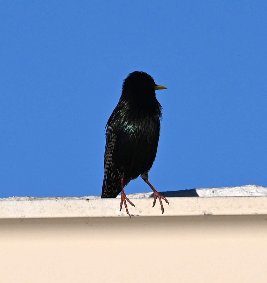 European Starling - ML656905045
