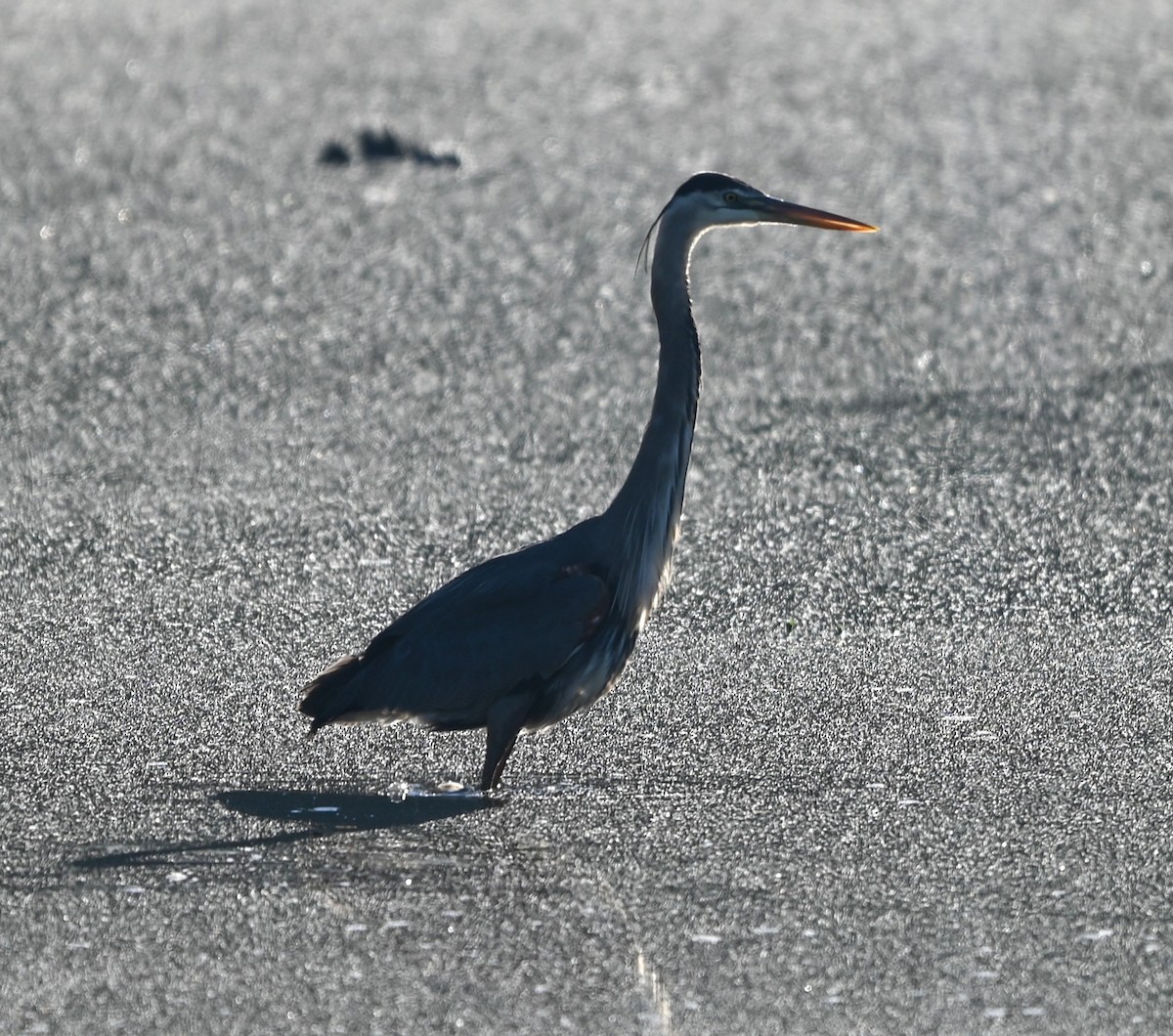 Great Blue Heron - ML656905129
