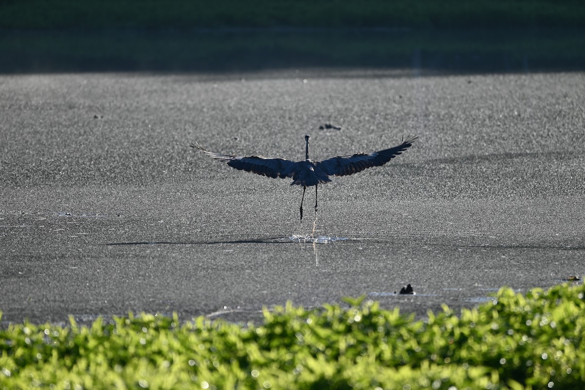 Great Blue Heron - ML656905148