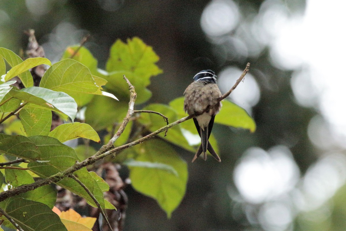 Whiskered Treeswift - ML65690521