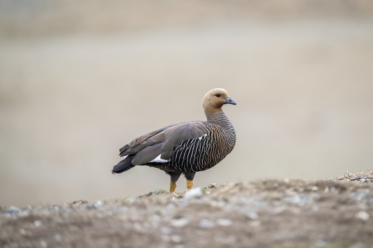 Upland Goose - ML656905277