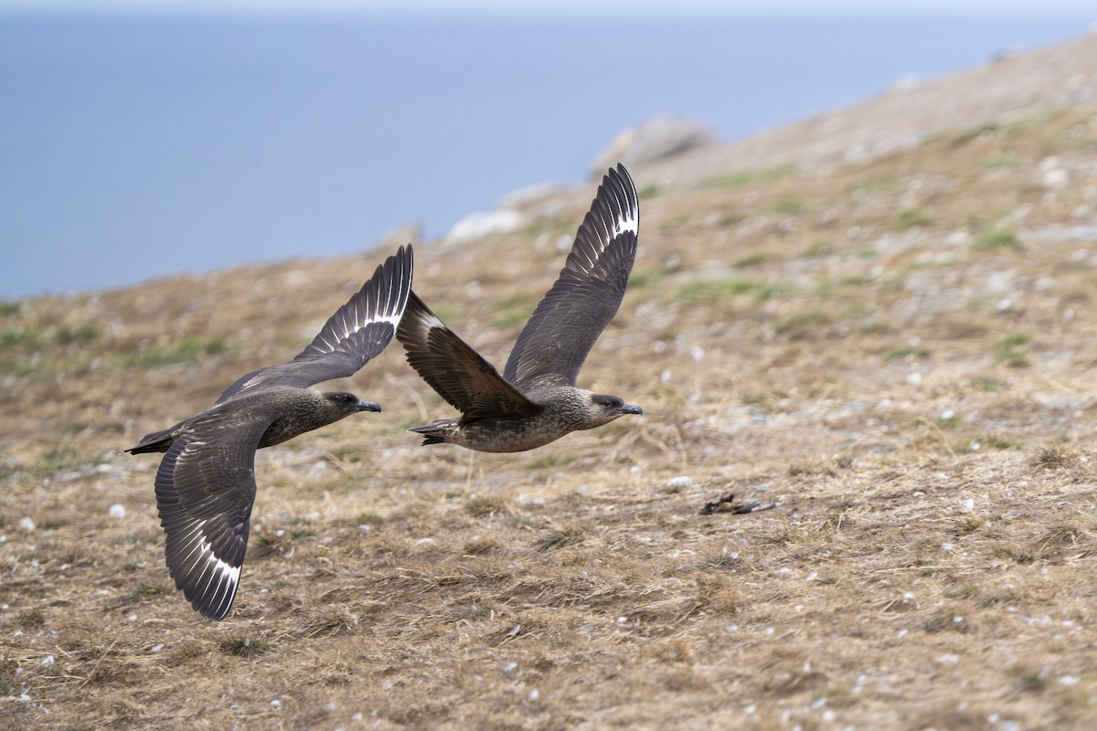 Chilean Skua - ML656905282
