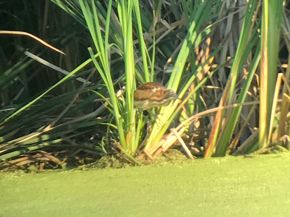 Least Bittern - ML65690531