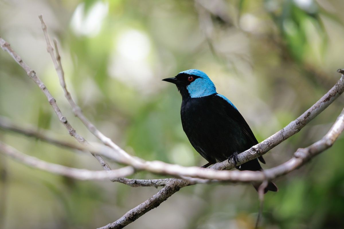 Dacnis Muslirrojo - ML656906358